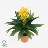 Guzmania Diana Geel (zonder Hoes)