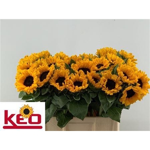Helian An Sunrich Or