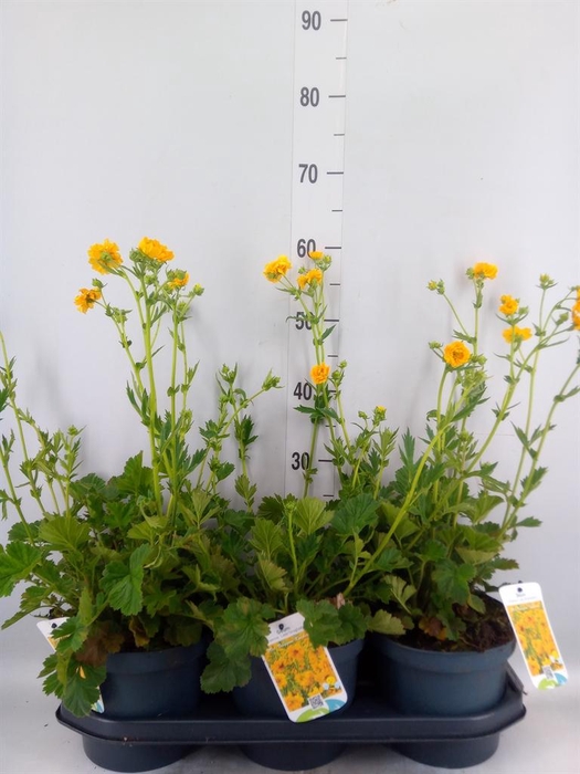 <h4>Geum chiloense 'Lady Stratheden'</h4>