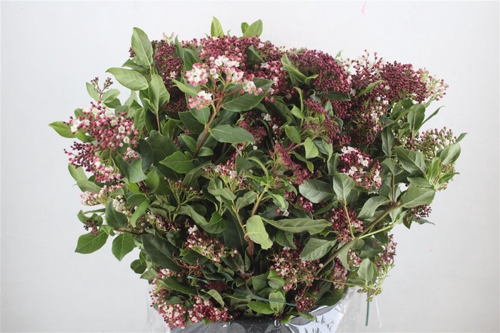 <h4>Viburnum Blooming Valery P Bunch</h4>