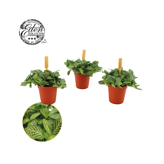 <h4>Fittonia Verschaffeltii 5,5cm</h4>