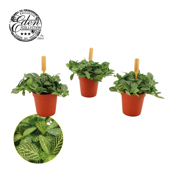 <h4>Fittonia Verschaffeltii 5,5cm</h4>