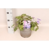 vaste planten 19 cm  Geranium Bloom Me Away