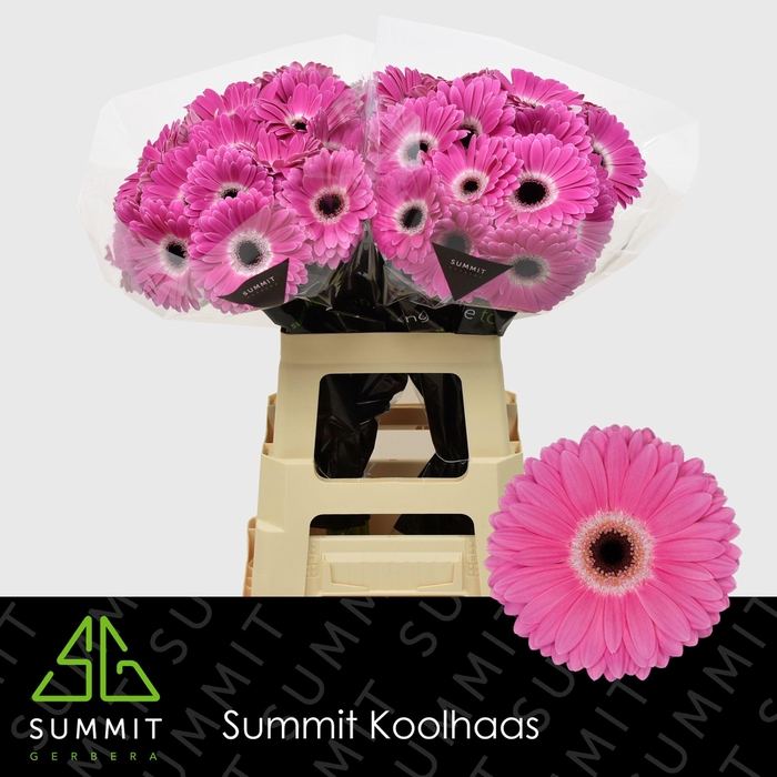 <h4>GE GR DREAMER EXTRA LANG</h4>