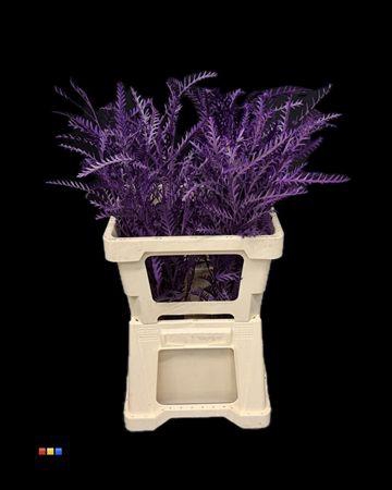<h4>Grevillea Ivanhoe Purple</h4>