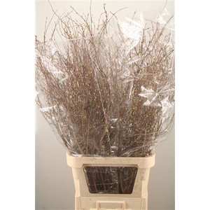 Corylopsis S Cynthia