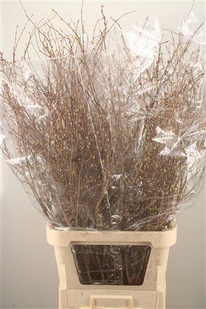 <h4>Corylopsis S Cynthia</h4>