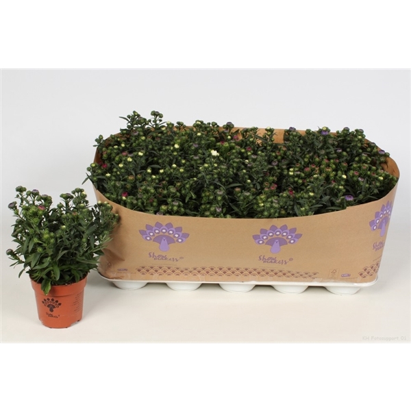 <h4>Asters Mistery Lady Carnaval</h4>