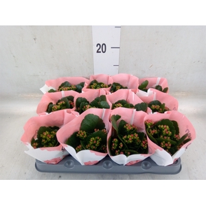 Kalanchoe  'RoseFlow Noelle'