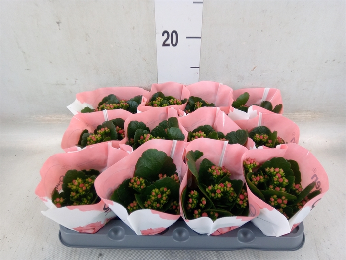 <h4>Kalanchoe  'RoseFlow Noelle'</h4>