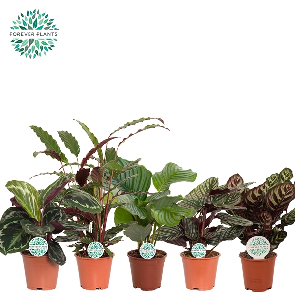 <h4>Calathea Gemengd p14</h4>