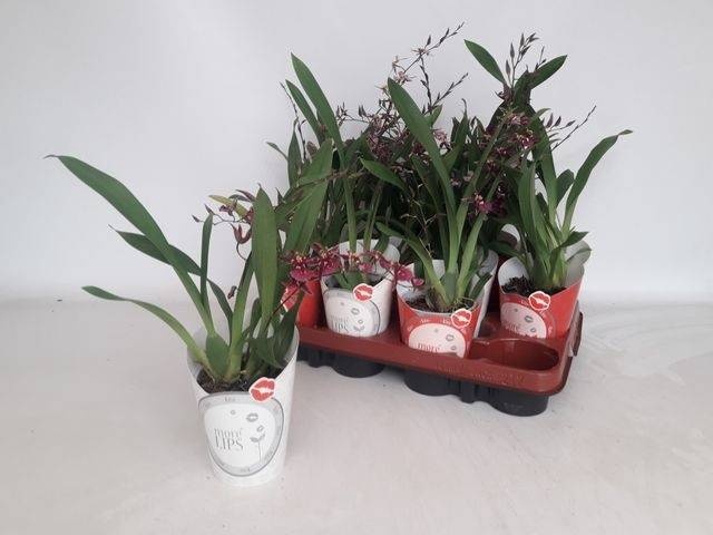 <h4>BRASSIA SUMMER DREAM</h4>