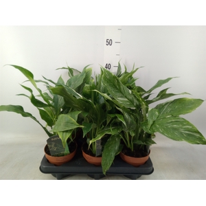 Spathiphyllum  'Diamond'