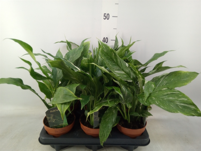 <h4>Spathiphyllum  'Diamond'</h4>