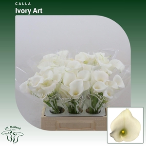 Calla Ivory Art