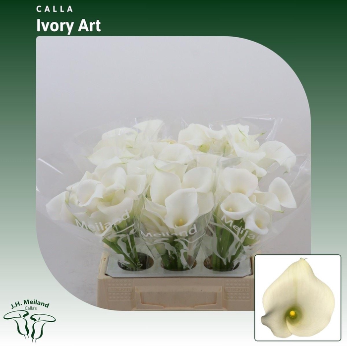 <h4>Calla Ivory Art</h4>