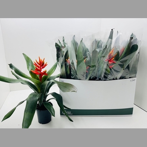 AECH PE ELEGANT FLAM