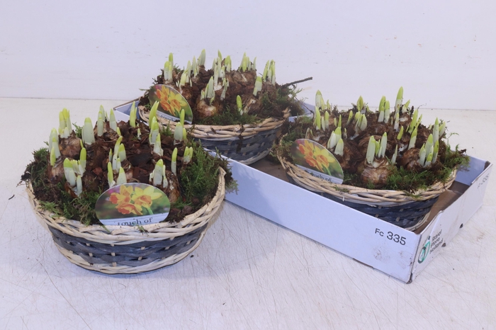 <h4>Arr N Tete A Tete</h4>