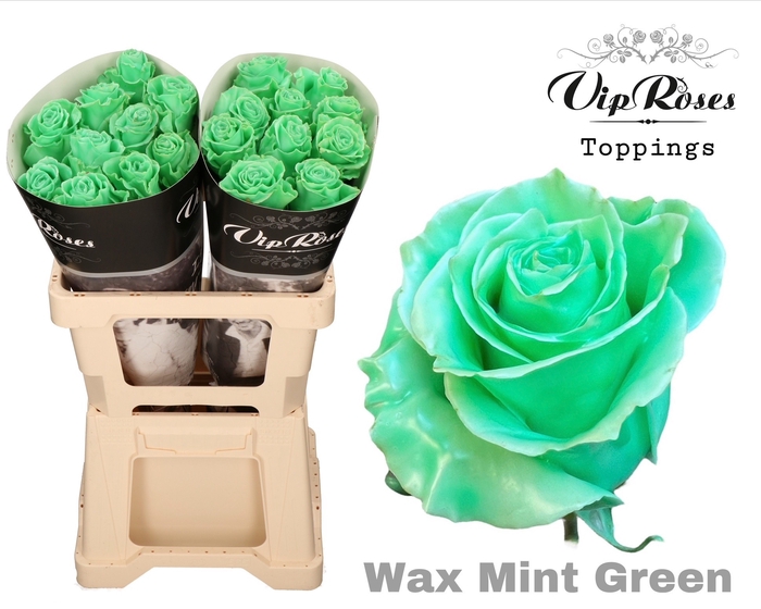 <h4>R GR WAX MINT GREEN (60cm)</h4>