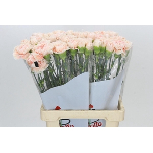 Dianthus St Lady Cappucino