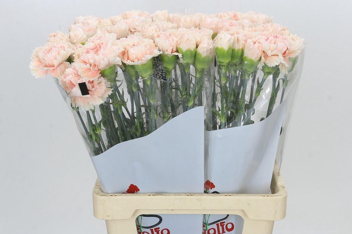 <h4>Dianthus St Lady Cappucino</h4>