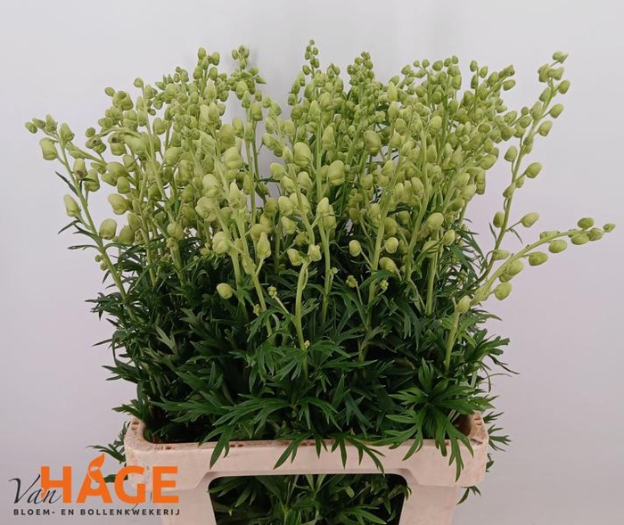 <h4>Aconitum Album White Van Hage</h4>