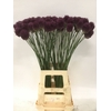 ALLIUM SPHAEROCEPHAL