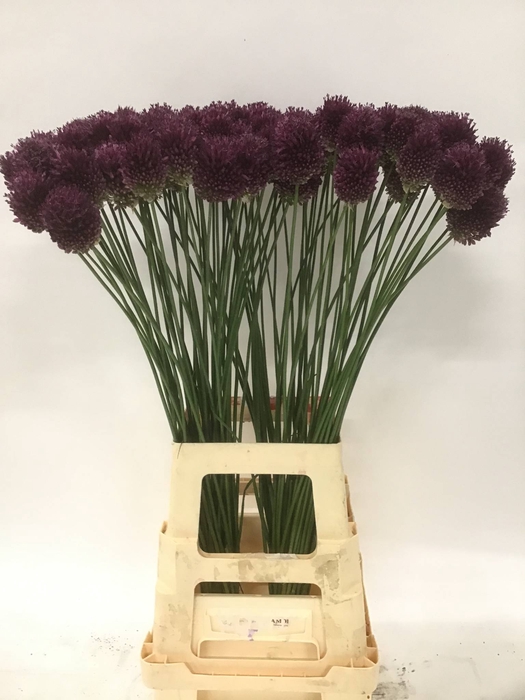 ALLIUM SPHAEROCEPHAL