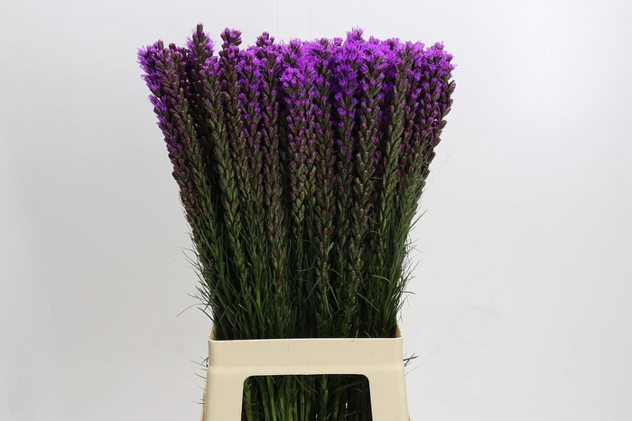 Liatris Callilepis
