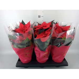 Euphorbia pulc. 'Premium Red'