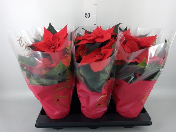 <h4>Euphorbia pulc. 'Premium Red'</h4>