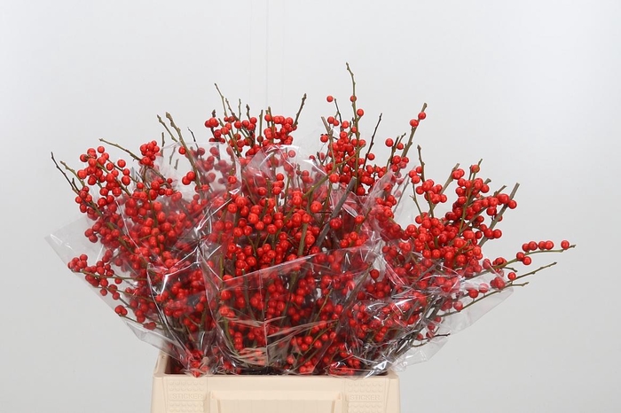 <h4>Ilex Ve Rode Bes</h4>