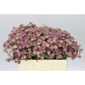 Astrantia Roma