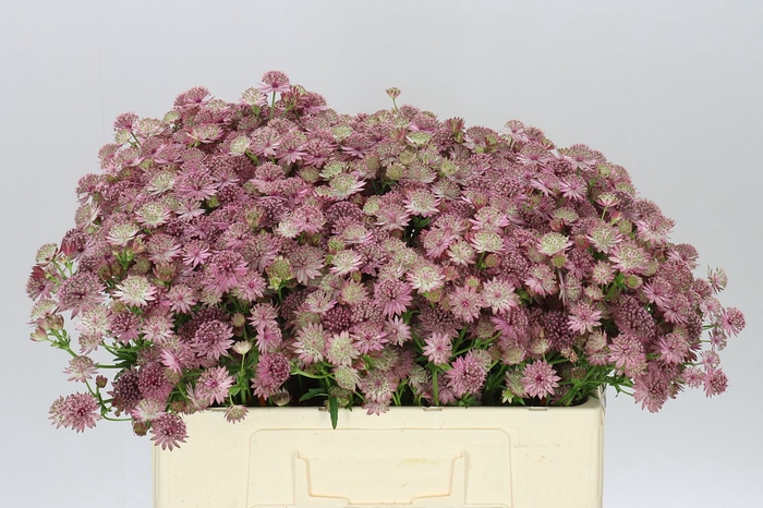 <h4>Astrantia Roma</h4>