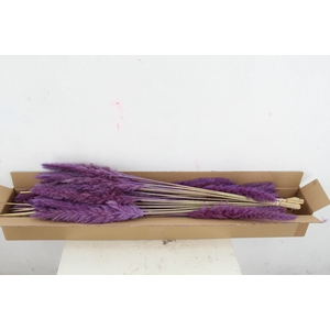 DF Pampas Silvy Milka