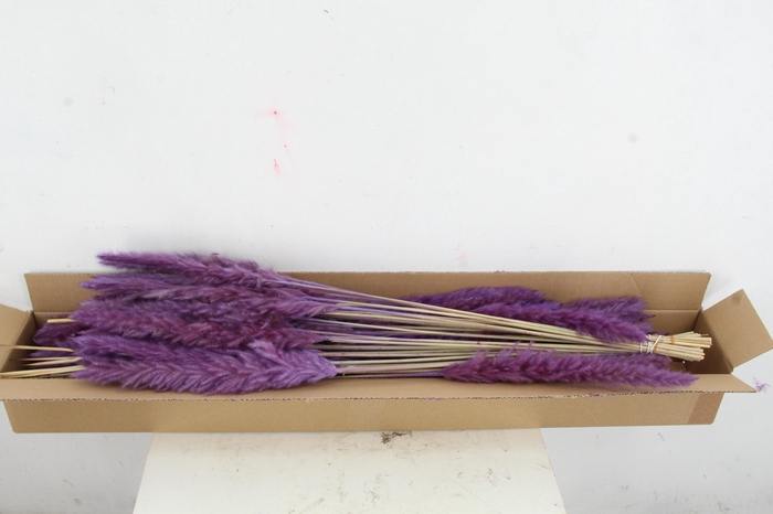 DF Pampas Silvy Milka