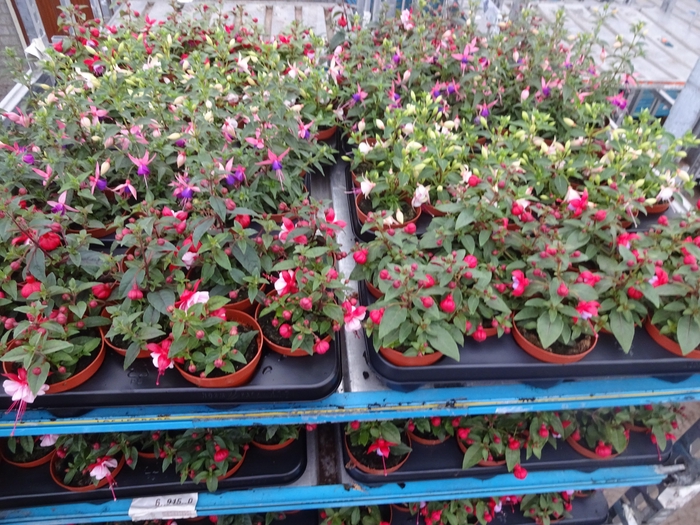 <h4>FUCHSIA MIXK</h4>