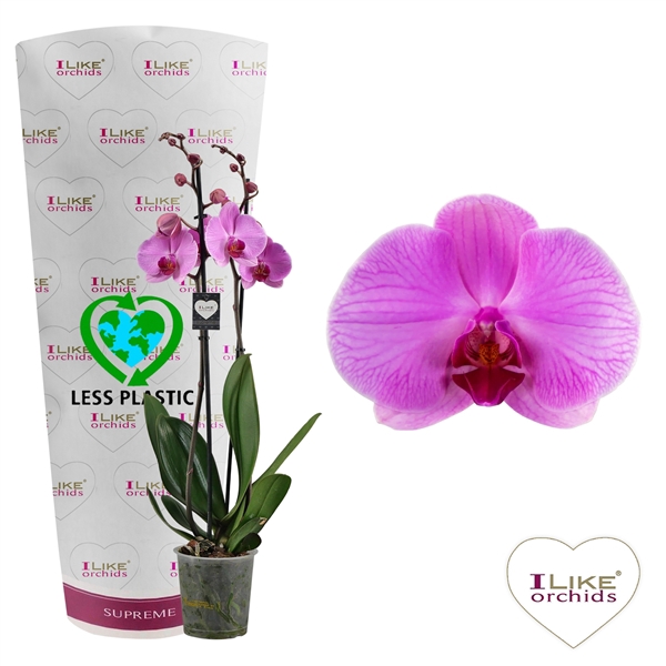 <h4>Phalaenopsis Orlando - 3 tak 70cm (Less Plastic)</h4>