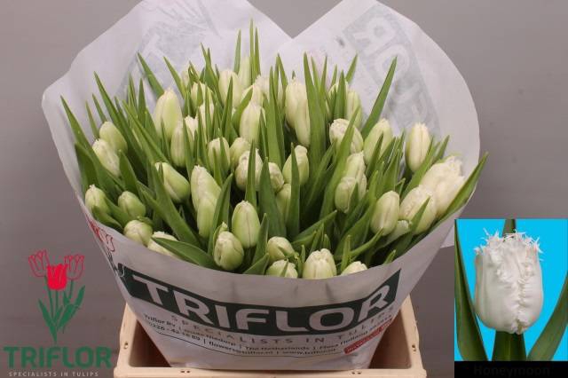 <h4>Tulipa fr honeymoon</h4>