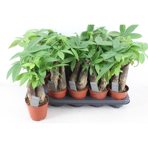 arr3 CP - Pachira Aquatica x10
