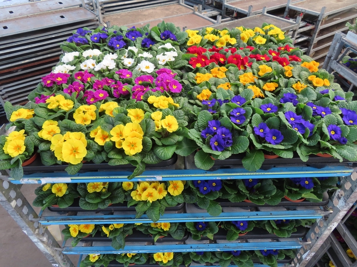 <h4>PRIM AC MIXK</h4>