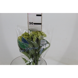 CEL. BOMBAY GREEN 050 CM VERDE