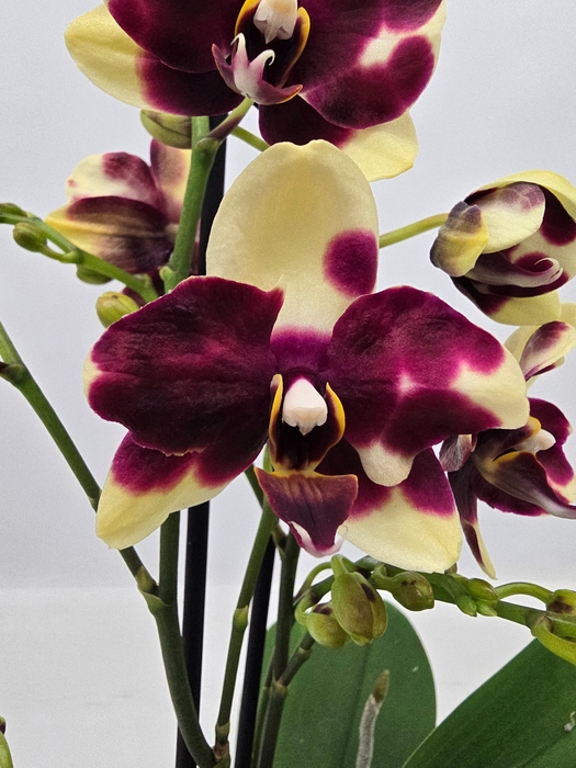 <h4>Limited 48 week 10</h4>