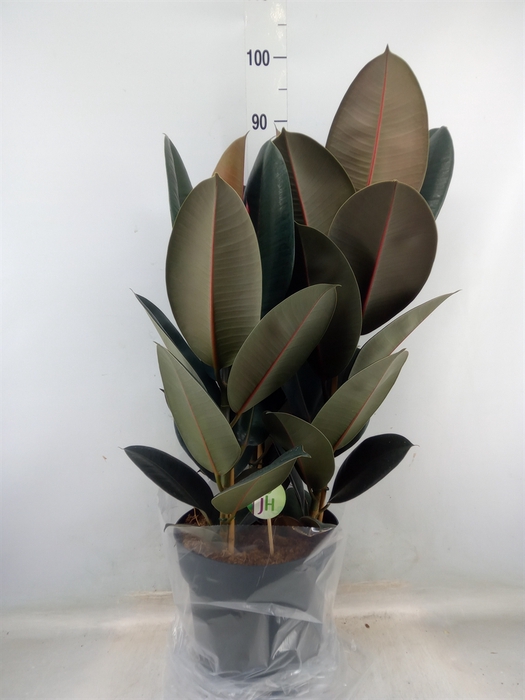 <h4>Ficus elastica 'Abidjan'</h4>