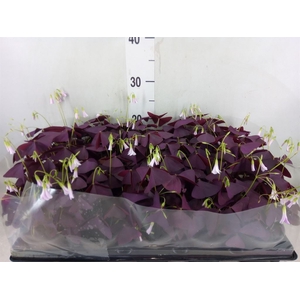 Oxalis trian. 'Mijke'