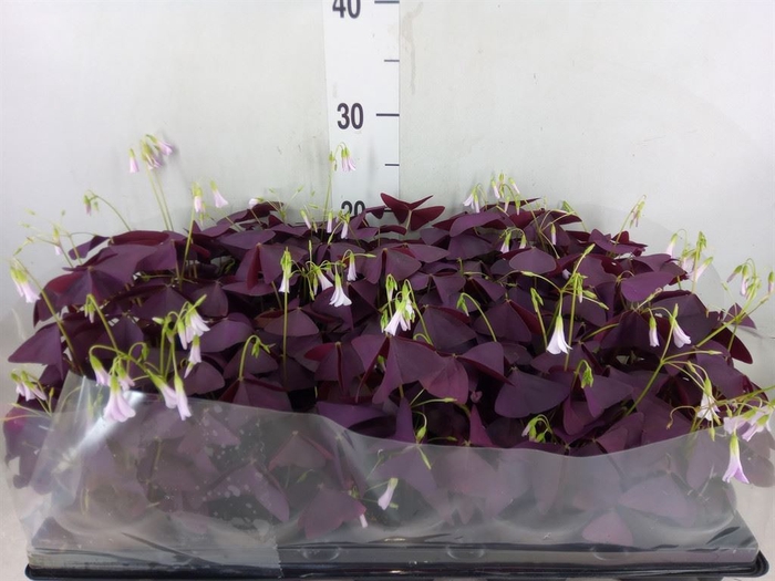 <h4>Oxalis trian. 'Mijke'</h4>
