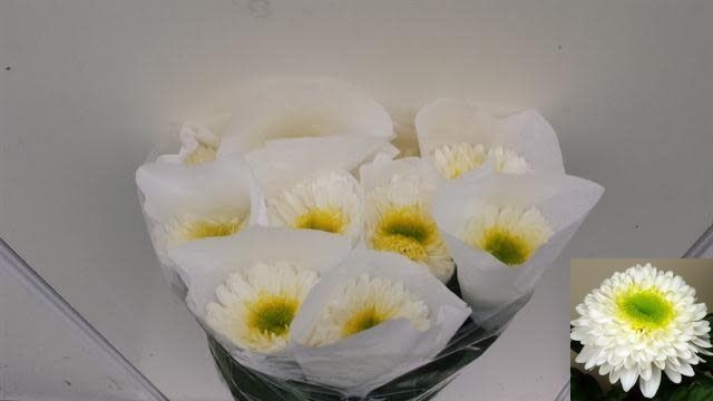 <h4>Chrys bl inga</h4>