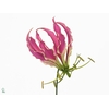 Gloriosa Exot Pink