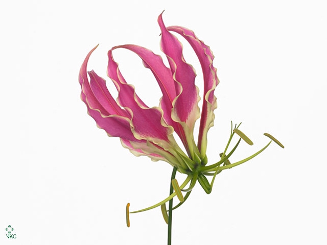 Gloriosa Exot Pink