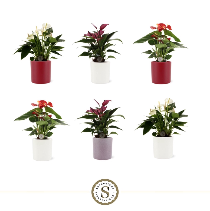 <h4>Anthurium mix 9cm in Bari Keramiek</h4>